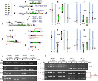 Site-Specific Sequence Exchange Between Homologous and Non-homologous Chromosomes